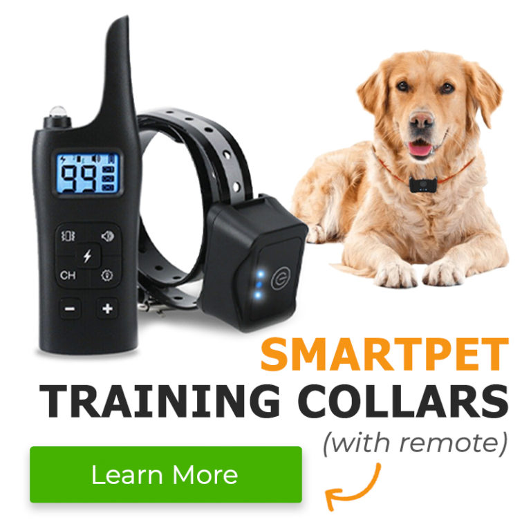 Top 3 Best Dog Training Collar with Remote 2022 EXPERT BEST PICK