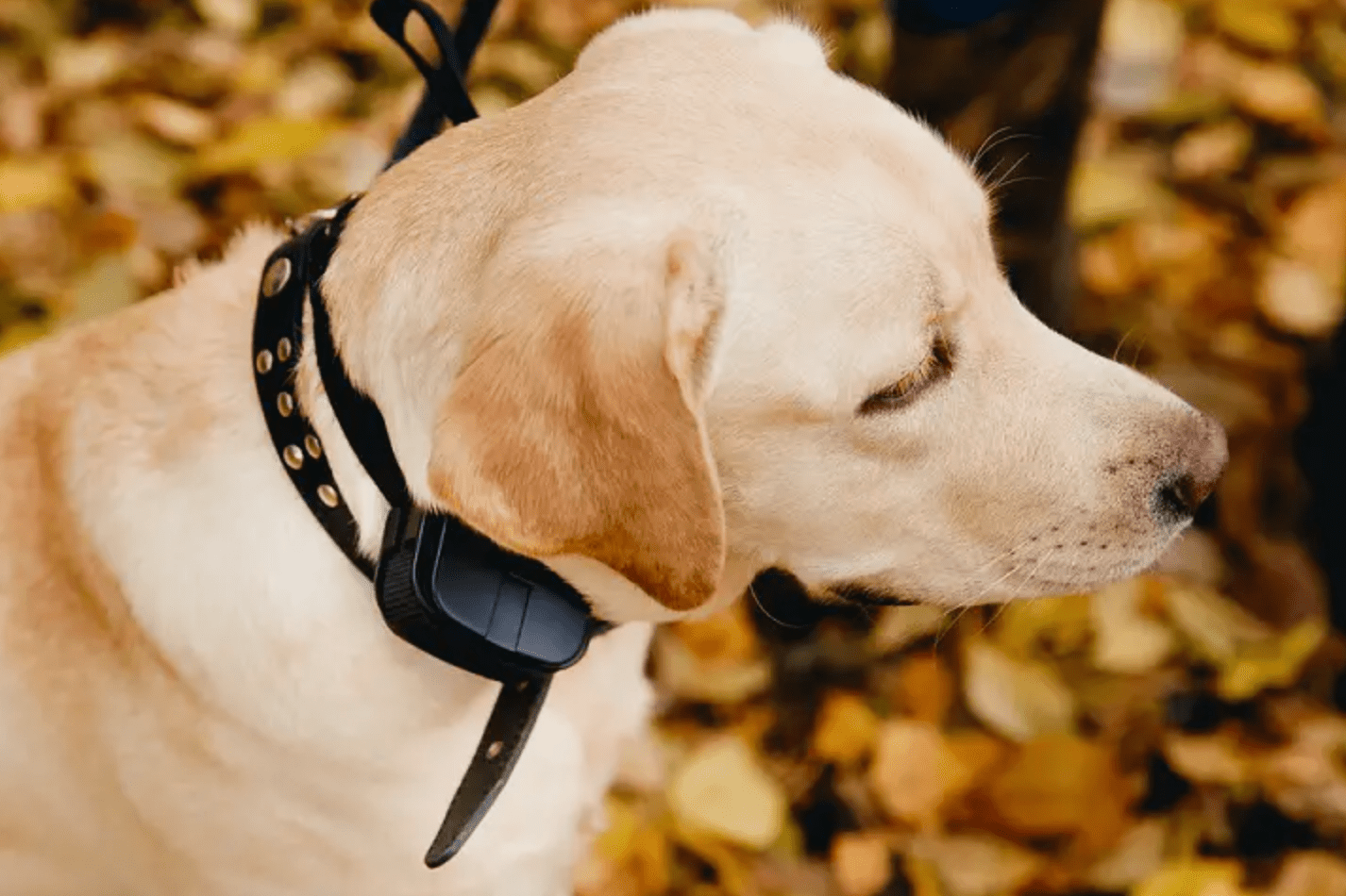 The Ultimate Guide To Using Dog Shock Collars For Barking Must Read   WX20230303 0100272x 